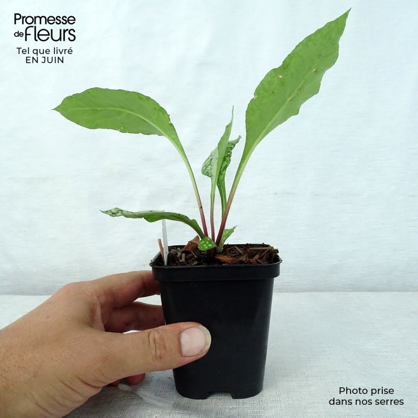 Spécimen de Pulmonaire hybride - Pulmonaria Diane Clare Godet de 8/9 cm tel que livré en été
