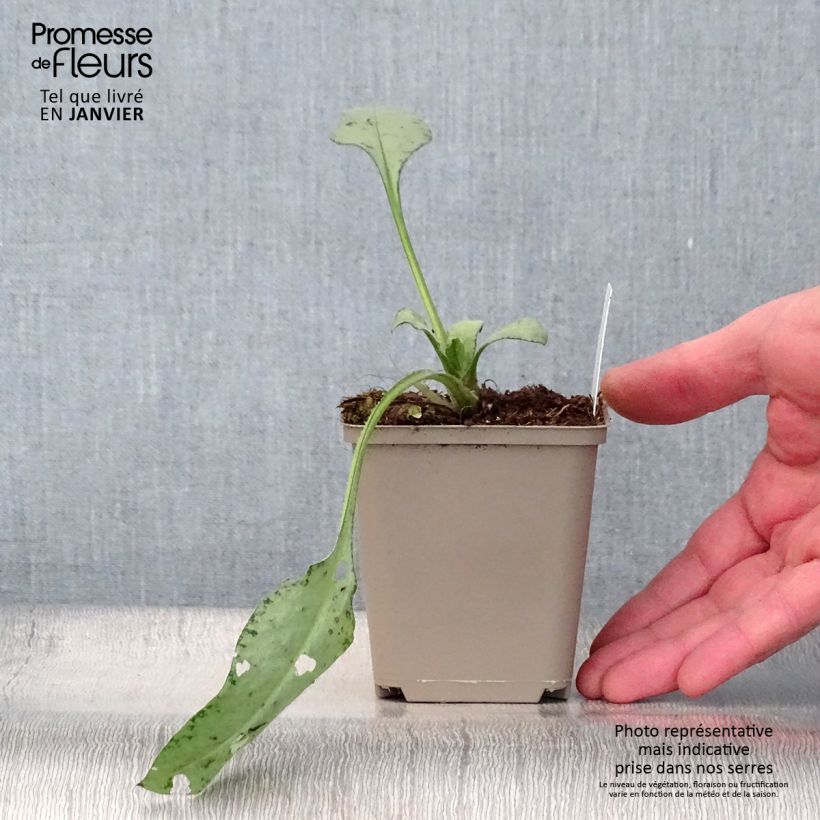 Spécimen de Pulmonaire hybride - Pulmonaria Diane Clare tel que livré en hiver