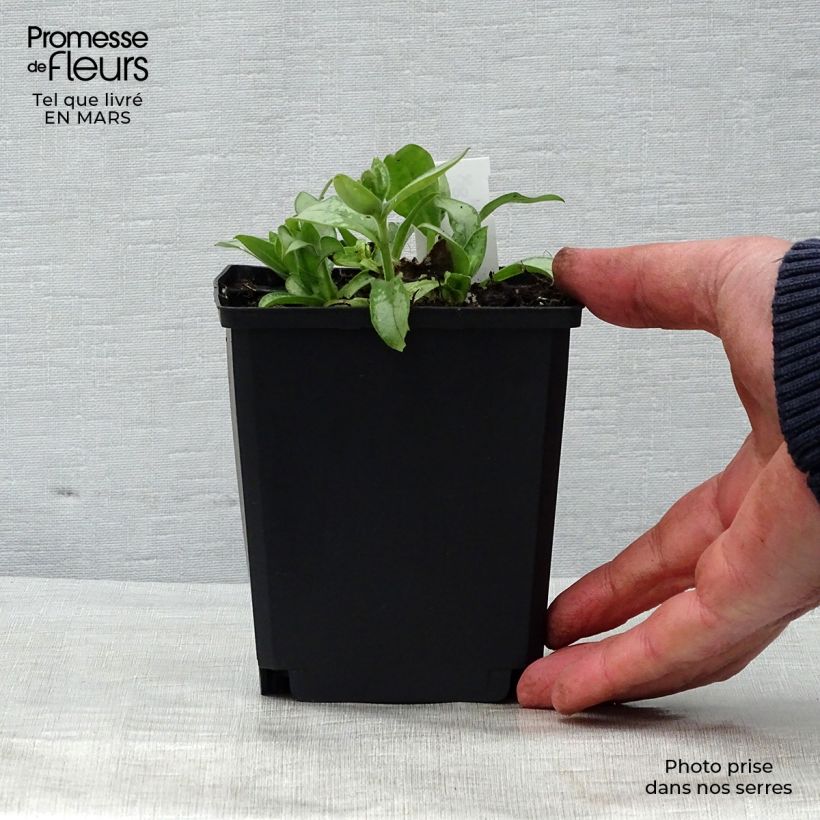 Spécimen de Pulmonaire hybride - Pulmonaria Majesté en godet de 9 cm tel que livré au printemps