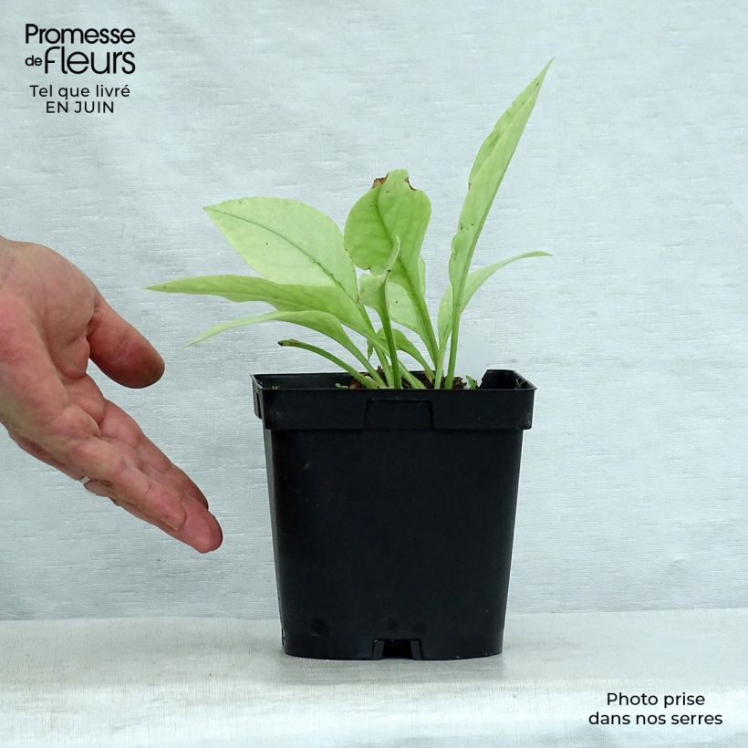 Spécimen de Pulmonaire hybride - Pulmonaria Majesté Pot de 2L/3L tel que livré en été