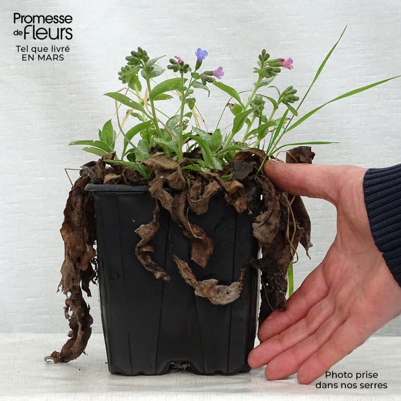 Spécimen de Pulmonaire hybride - Pulmonaria Majesté en pot de 2 litres tel que livré au printemps