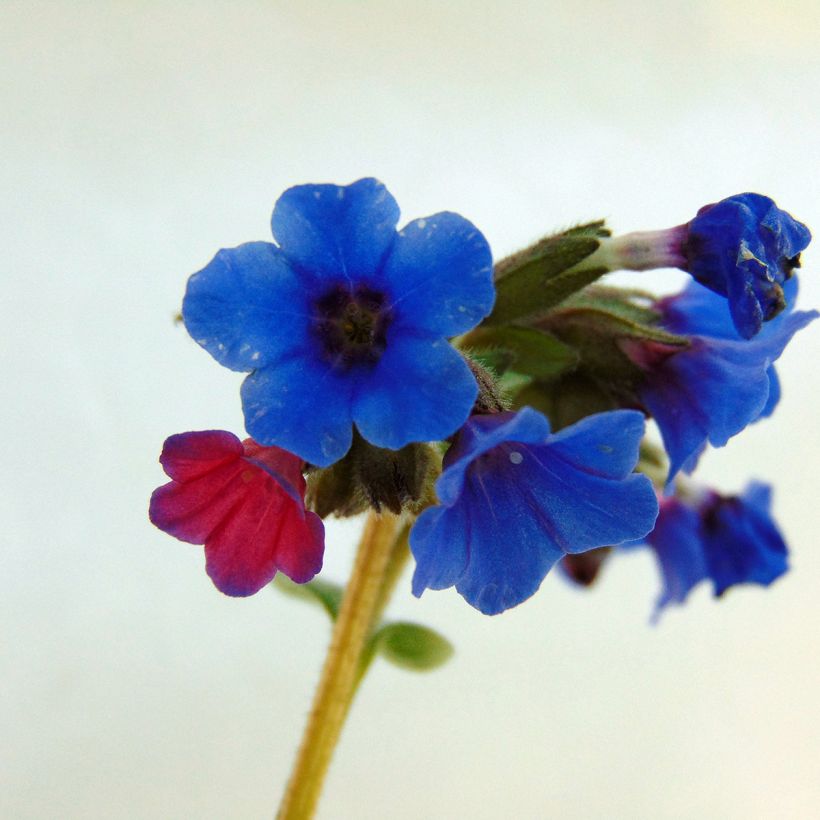 Pulmonaire hybride - Pulmonaria Margery Fish (Floraison)