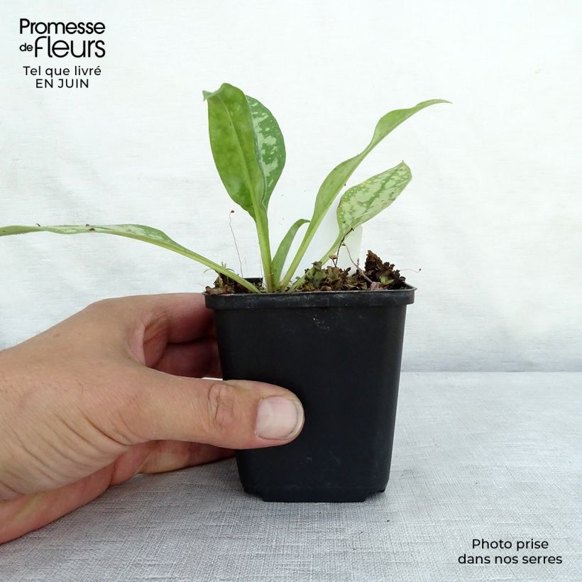Spécimen de Pulmonaire hybride - Pulmonaria Opal Godet de 8/9 cm tel que livré en été