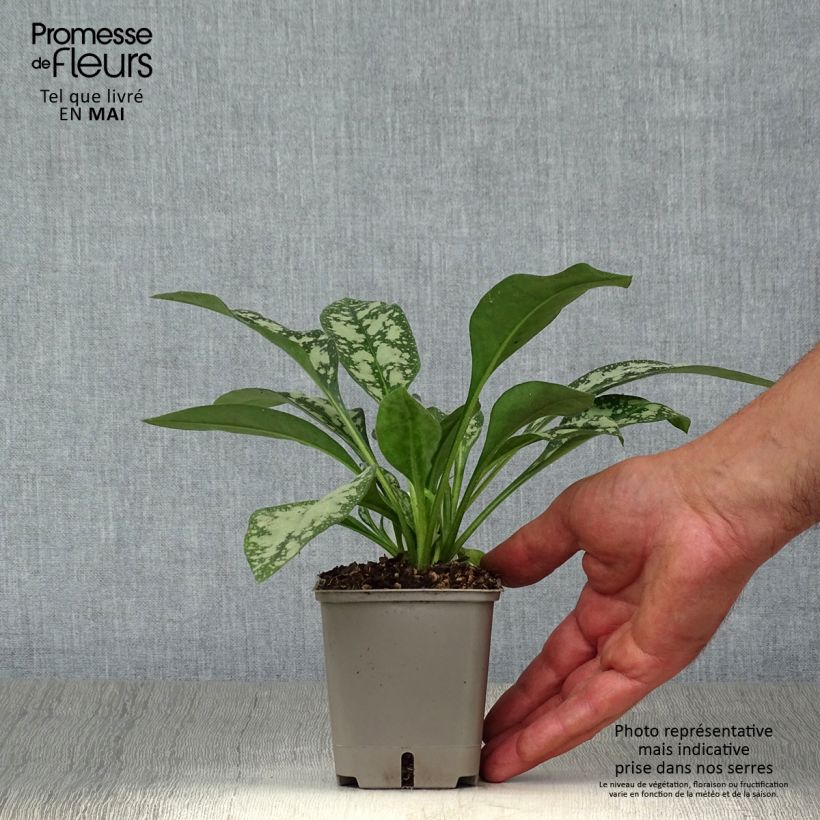 Spécimen de Pulmonaire hybride - Pulmonaria Opal Godet de 9cm tel que livré au printemps