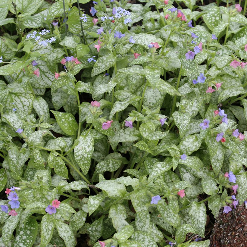 Pulmonaria Raspberry Splash - Pulmonaire hybride (Feuillage)