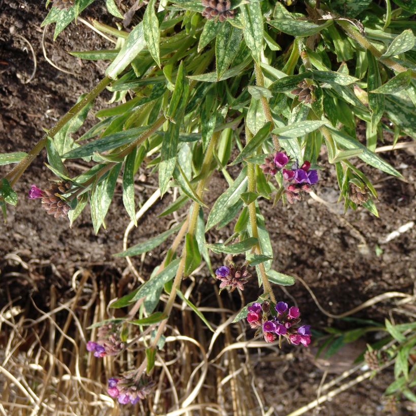 Pulmonaria Raspberry Splash - Pulmonaire hybride (Port)