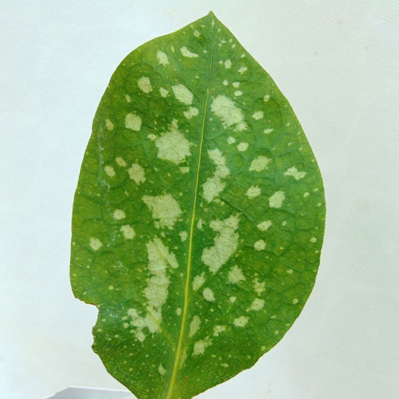 Pulmonaire hybride - Pulmonaria Sissinghurst White (Feuillage)