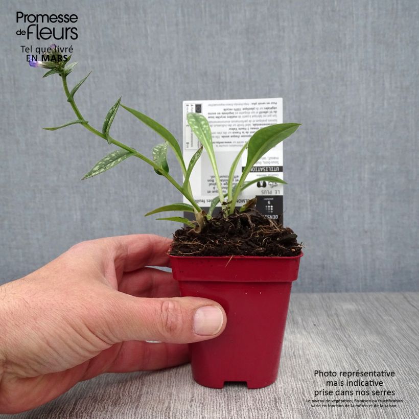 Spécimen de Pulmonaire longifolia Cevennensis - Pulmonaire à longues feuilles Godet de 9cm tel que livré au printemps