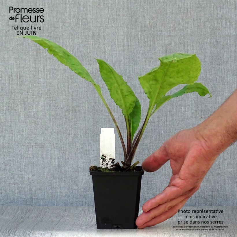 Spécimen de Pulmonaire rouge - Pulmonaria rubra Godet de 8/9 cm tel que livré en été