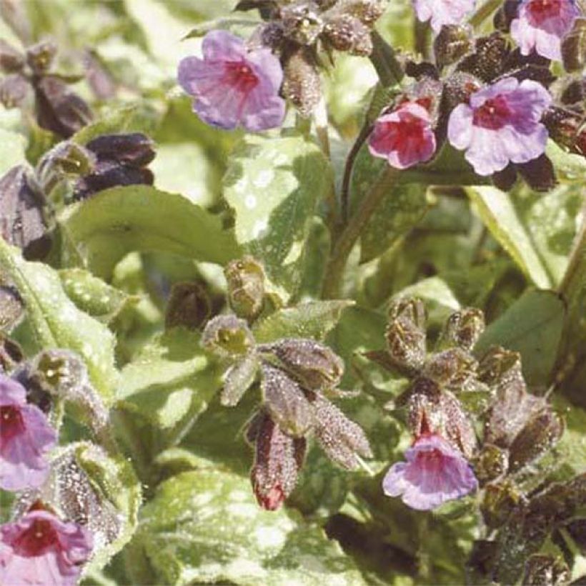 Pulmonaire hybride - Pulmonaria Apple Frost (Floraison)