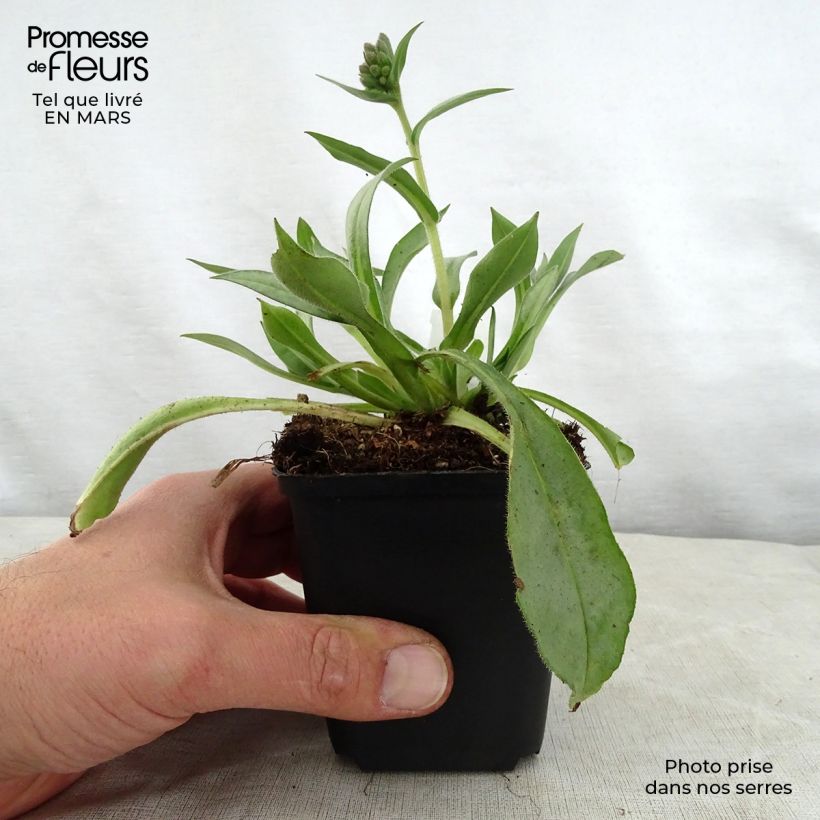 Spécimen de Pulmonaria Samourai - Pulmonaire hybride Godet de 9cm tel que livré au printemps