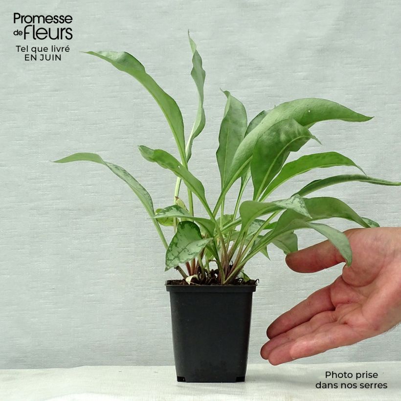 Spécimen de Pulmonaria Samourai - Pulmonaire hybride Godet de 8/9 cm tel que livré en été