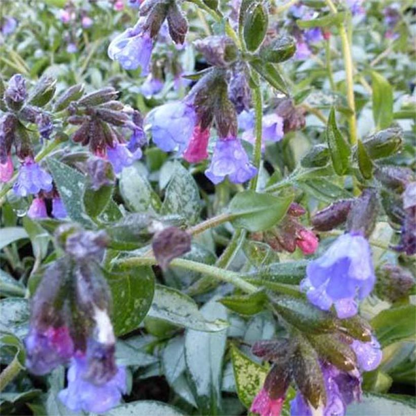 Pulmonaria Samourai - Pulmonaire hybride (Floraison)