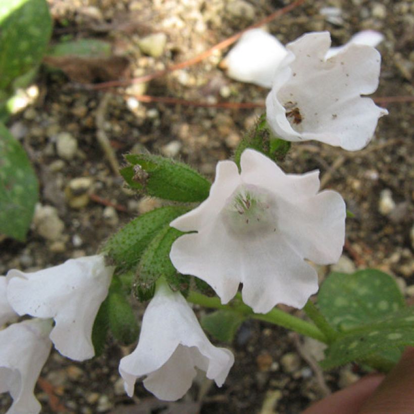 Pulmonaire hybride - Pulmonaria Sissinghurst White (Floraison)