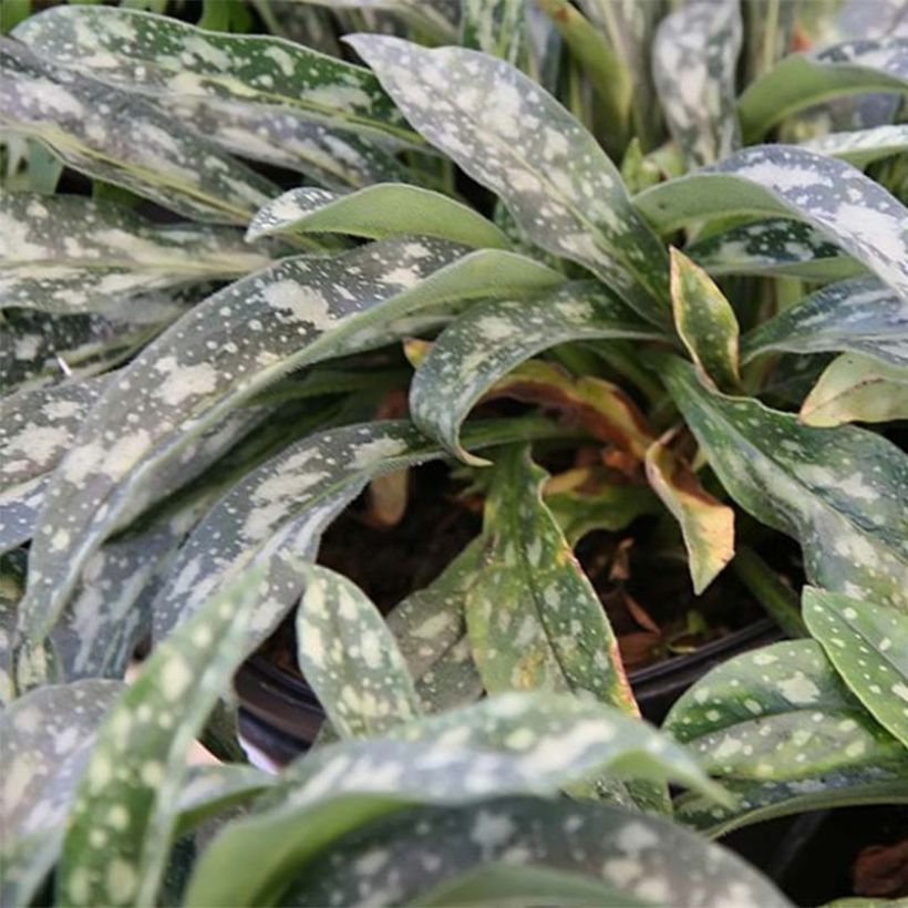 Pulmonaria longifolia E.B Anderson - Pulmonaire à longues feuilles (Feuillage)