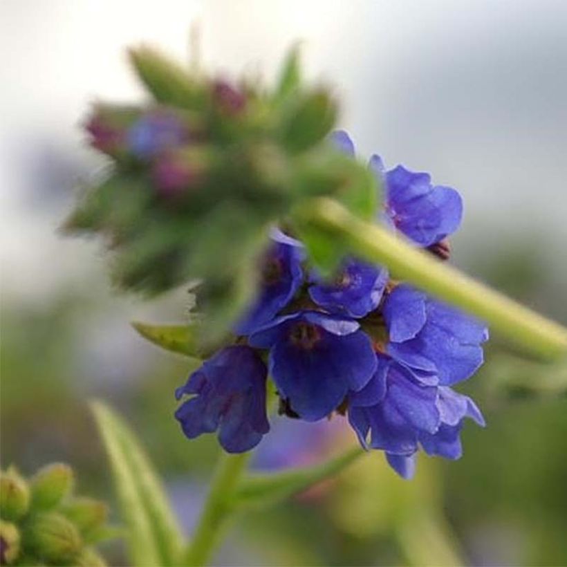 Pulmonaria longifolia E.B Anderson - Pulmonaire à longues feuilles (Floraison)