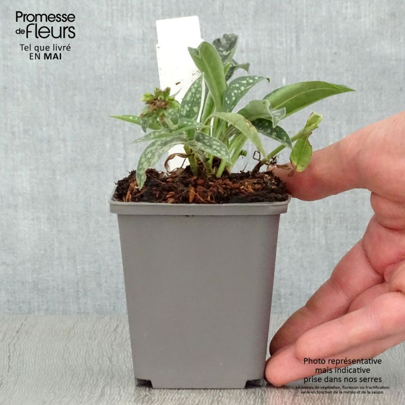 Spécimen de Pulmonaria longifolia E.B Anderson - Pulmonaire à longues feuilles Godet de 8 cm tel que livré au printemps