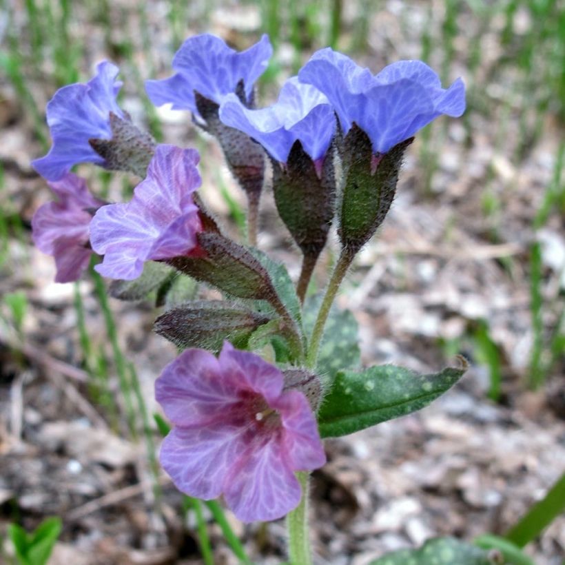 Pulmonaria officinalis - Pulmonaire officinale (Floraison)