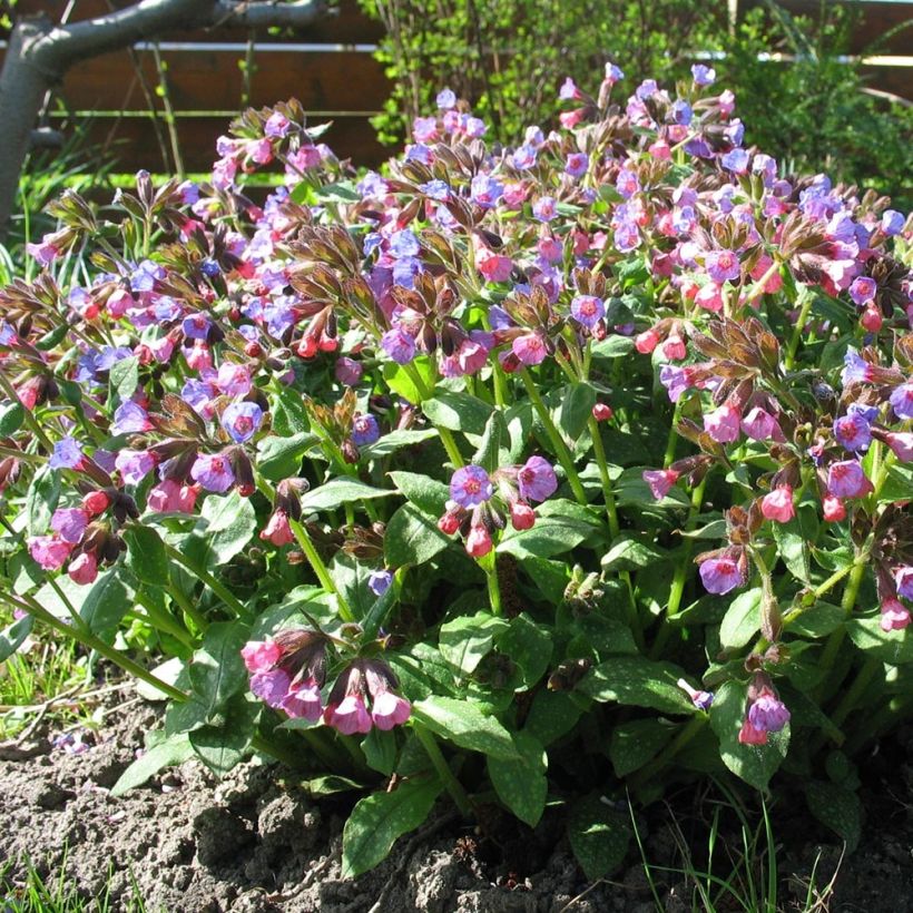 Pulmonaria officinalis - Pulmonaire officinale (Port)