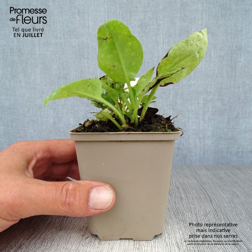 Spécimen de Pulmonaria officinalis - Pulmonaire officinale Godet de 8/9 cm tel que livré en été