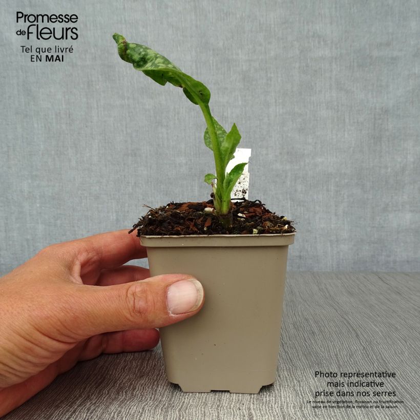 Spécimen de Pulmonaria officinalis - Pulmonaire officinale Godet de 9cm tel que livré au printemps