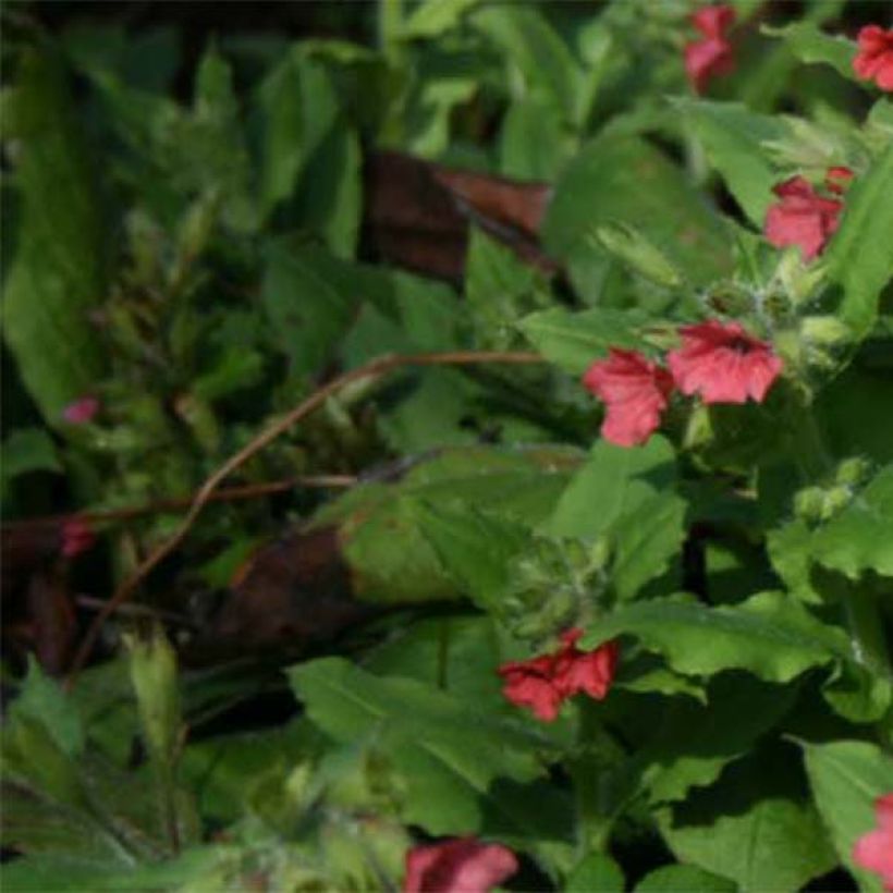 Pulmonaire rouge - Pulmonaria rubra (Feuillage)