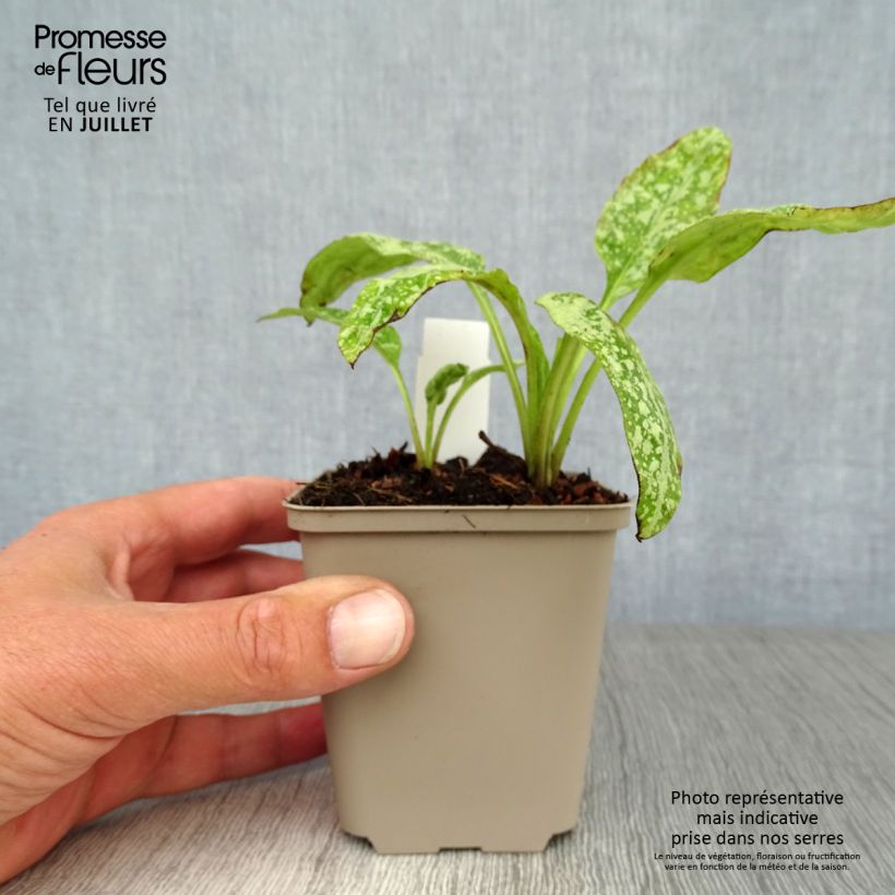 Spécimen de Pulmonaria saccharata Mrs Moon - Pulmonaire Mrs Moon Godet de 8/9 cm tel que livré en été