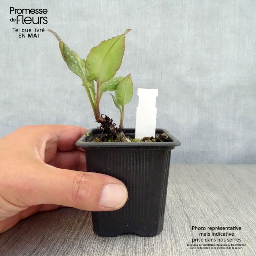 Spécimen de Pulmonaria saccharata Mrs Moon - Pulmonaire Mrs Moon Godet de 9cm tel que livré au printemps