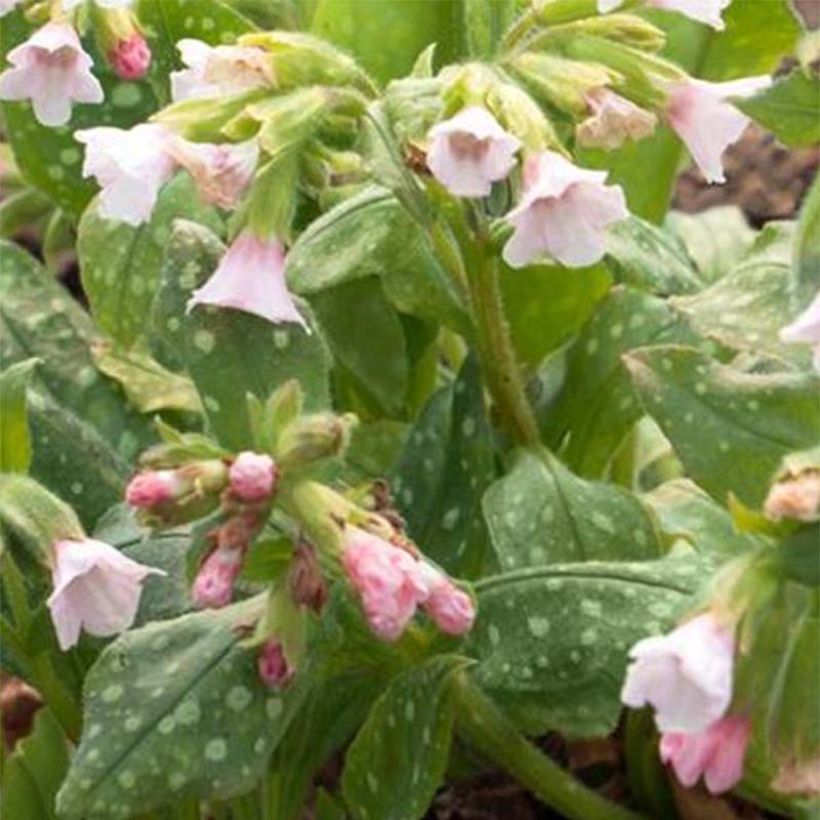 Pulmonaire saupoudrée - Pulmonaria saccharata Pierre's Pure Pink  (Floraison)