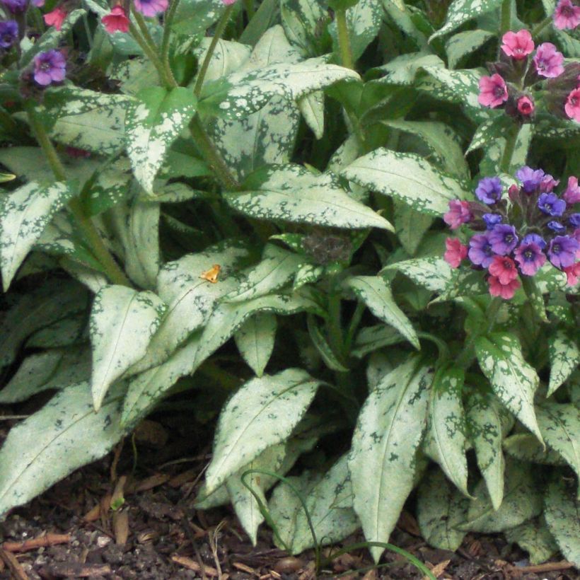 Pulmonaire Silver Bouquet - Pulmonaria saccharata (Feuillage)