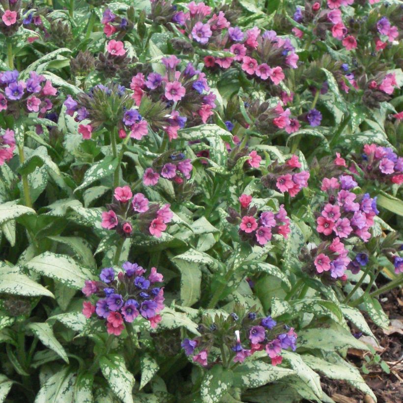 Pulmonaire Silver Bouquet - Pulmonaria saccharata (Floraison)