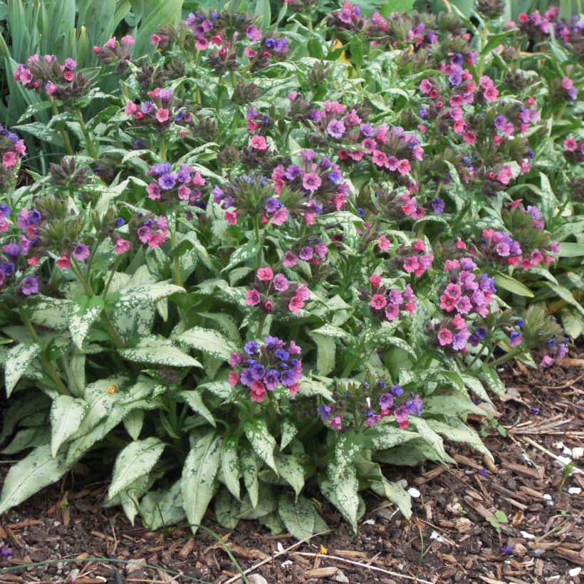 Pulmonaire Silver Bouquet - Pulmonaria saccharata (Port)