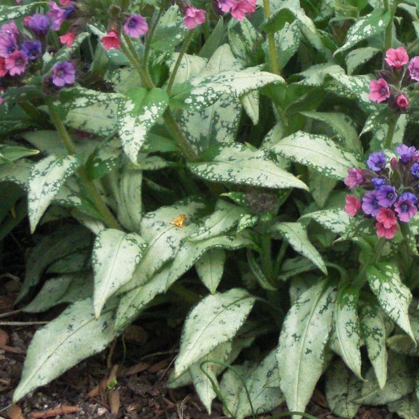 Pulmonaria saccharata Silverado - Pulmonaire Silverado (Feuillage)