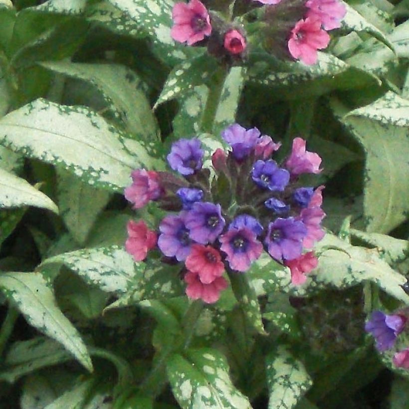 Pulmonaria saccharata Silverado - Pulmonaire Silverado (Floraison)