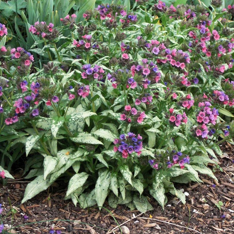 Pulmonaria saccharata Silverado - Pulmonaire Silverado (Port)