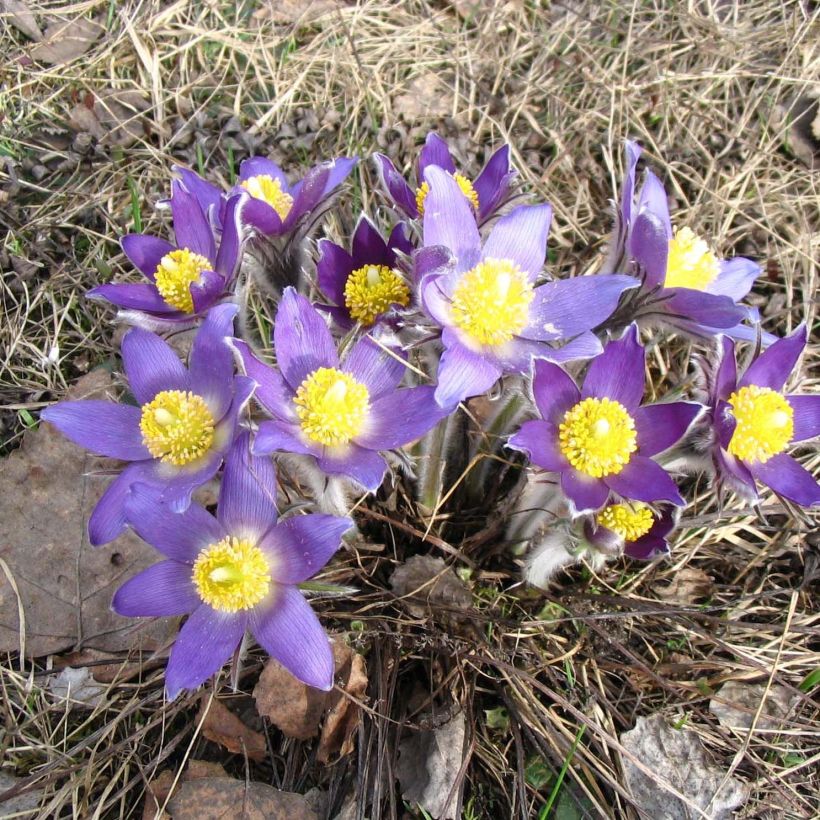 Pulsatilla patens - Anémone de prairie (Port)