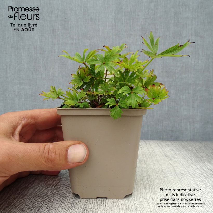Spécimen de Pulsatilla patens - Anémone de prairie Godet de 8/9 cm tel que livré en été