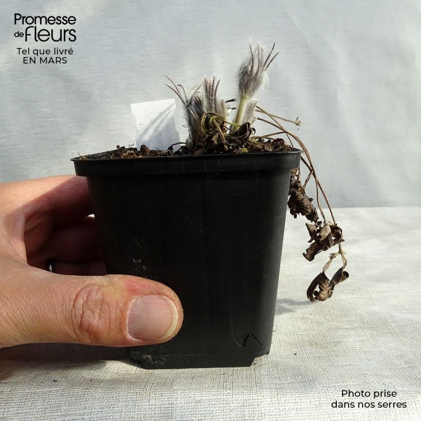 Spécimen de Pulsatilla patens - Anémone de prairie Godet de 9cm tel que livré au printemps