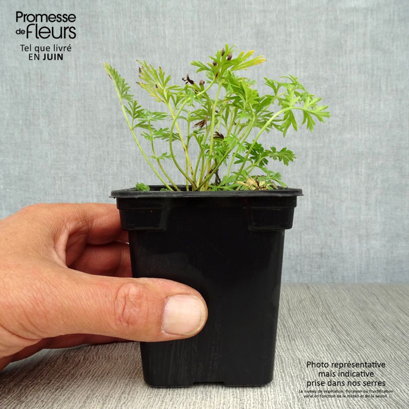 Spécimen de Pulsatilla vulgaris Alba - Anémone pulsatille Godet de 7/8 cm tel que livré en été
