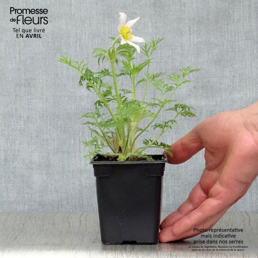 Spécimen de Pulsatilla vulgaris Alba - Anémone pulsatille Godet de 9cm tel que livré au printemps