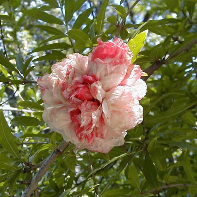 Grenadier à fleurs - Punica granatum California Sunset (Floraison)