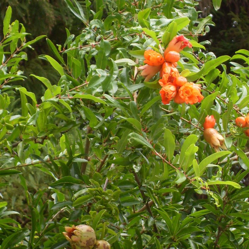 Grenadier à fleurs - Punica granatum Maxima Rubra (Feuillage)