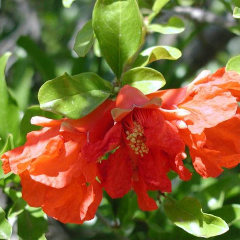 Grenadier à fleurs - Punica granatum Maxima Rubra (Floraison)