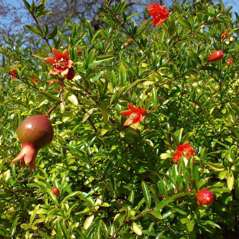 Punica granatum Nana - Grenadier nain  (Feuillage)