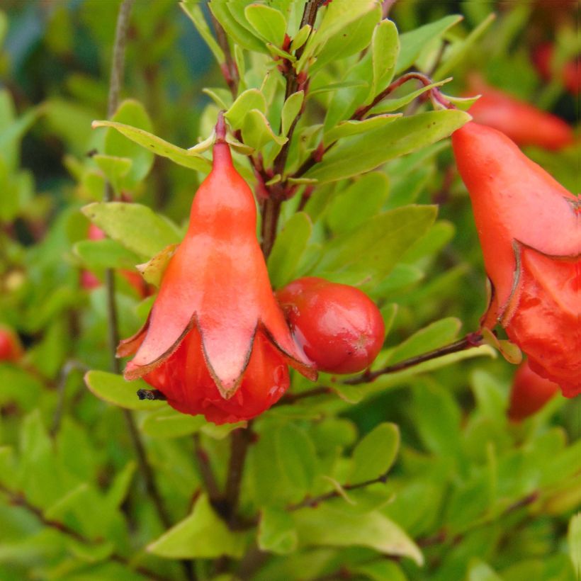 Punica granatum Nana - Grenadier nain  (Floraison)