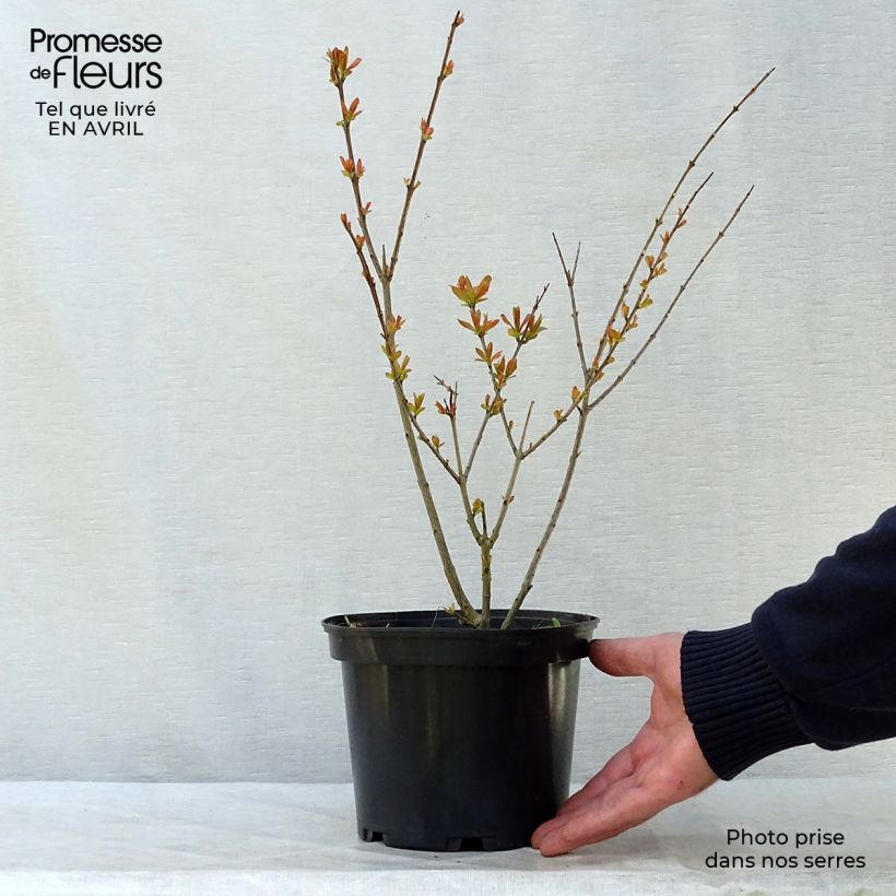 Spécimen de Punica granatum Nana - Grenadier nain en pot de 2/3L tel que livré au printemps