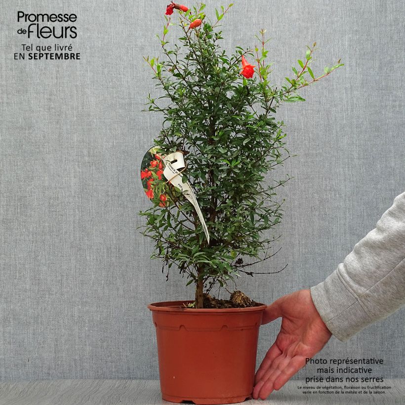 Spécimen de Punica granatum Nana - Grenadier nain  tel que livré en automne