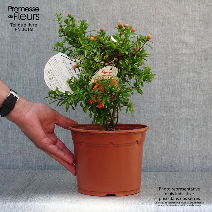 Spécimen de Punica granatum Nana - Grenadier nain  Pot de 2L/3L tel que livré en été