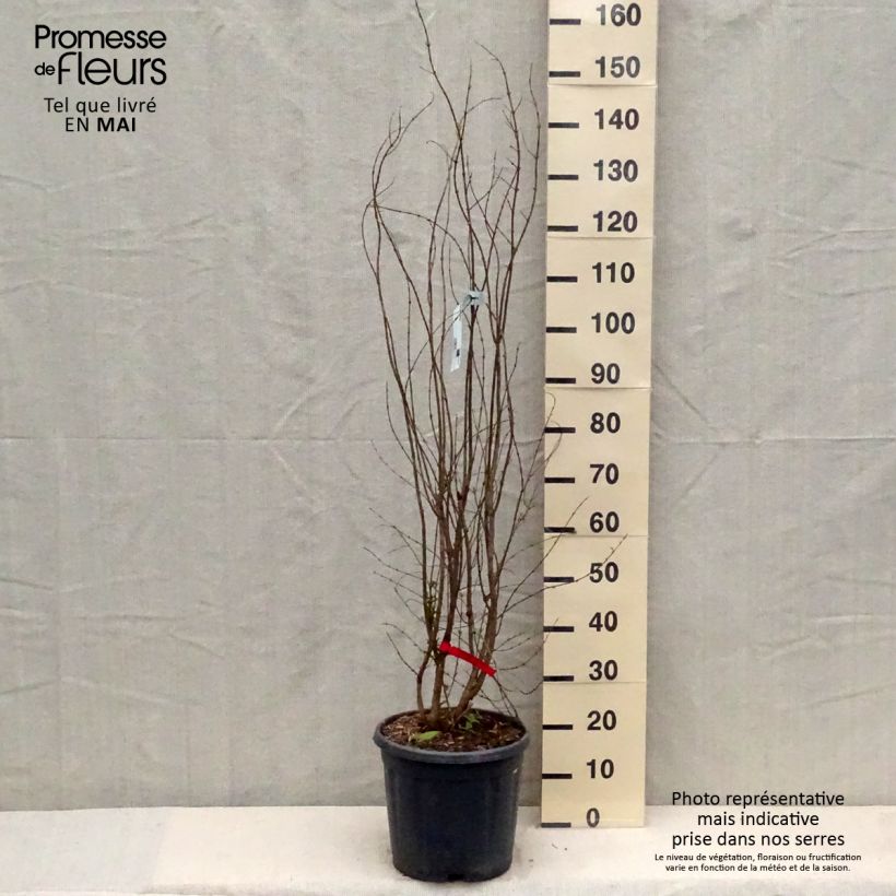 Spécimen de Grenadier à fruits - Punica granatum Wonderful Pot de 7.5L/10L Demi-tige tel que livré au printemps