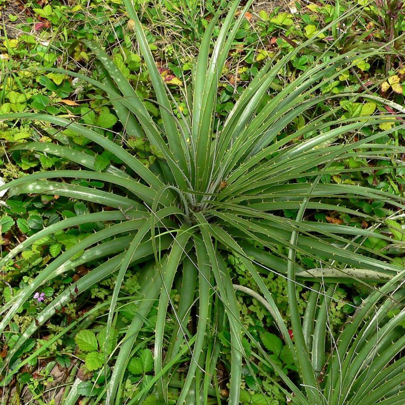 Puya alpestris - Chagual, plante mange-mouton (Feuillage)